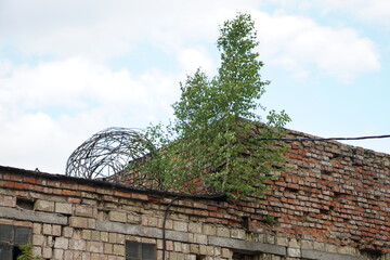 wall with tree. wall. building.