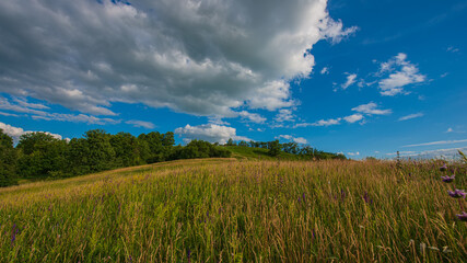 Grass meadow and deciduous forest on a hillside in the countryside, panoramic landscape.