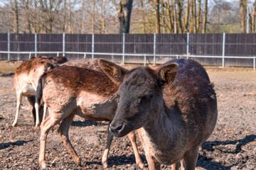 Herd of doe deers standing in a farm