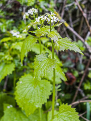 Alliaria petiolata, garlic mustard flowering in the UK