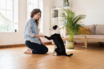 Jack Russell Terrier shaking hand with woman kneeling on hardwood floor at home