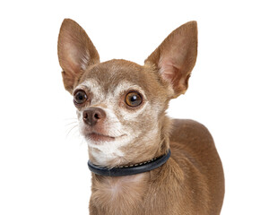 Brown Chihuahua Dog Closeup