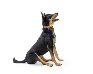 Doberman Pinscer Crossbreed Dog Profile
