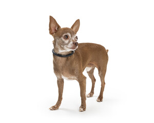 Brown Chihuahua Dog Standing Looking Over Shoulder