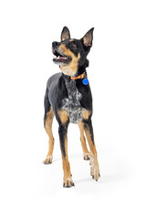 Excited Doberman Pinscher Crossbreed Dog Lifting Paw