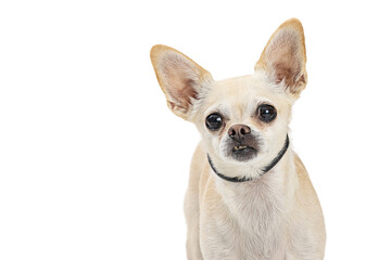 White Chihuahua Dog Closeup