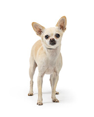 White Chihuahua Dog Standing Facing Forward