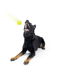 Obraz premium Funny Large Dog Catching a Tennis Ball