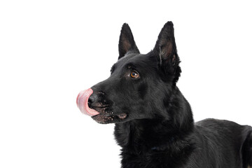 Closeup Large Black Dog Tongue Out