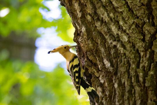 Beautiful Hoopoe carries food to the female nest.