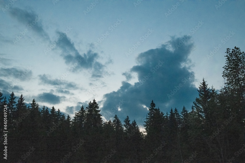 Wall mural evening cloud sky over forest silhouette