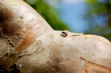 Ant walking on tree branch, making its natural route in search of food. Ant concept. Concept of natural.