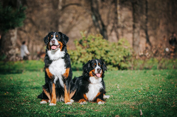 Bernese mountain dog female in the beautiful park. Pure breed dog posing outside	
