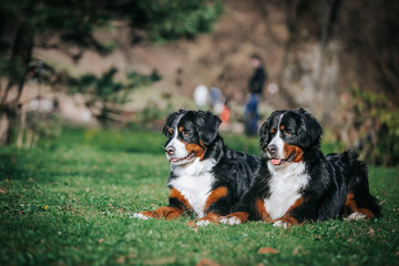 Bernese mountain dog female in the beautiful park. Pure breed dog posing outside