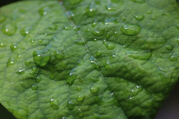 green leaf with water drops