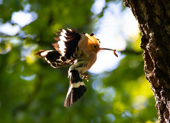 Beautiful Hoopoe carries food to the female nest. © Jiří Fejkl