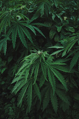 Naklejka na ściany i meble Close-up plantation wildly growing cannabis in nature. Growing cannabis. Hemp plant growing wild