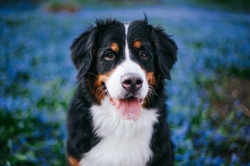 Bernese mountain dog female in the beautiful park. Pure breed dog posing outside	
