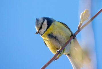 Cute eurasian blue tit sitting on the ground.