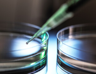 Pipetting sample into petri dish during medical experiment
