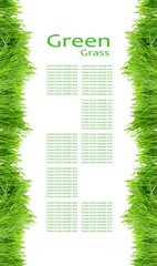 Green grass background