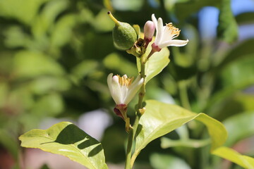 Flor del limón