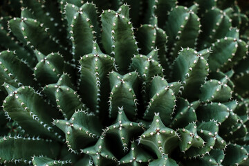 Fresh green succulent plants in garden