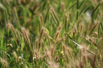 grass in the wind