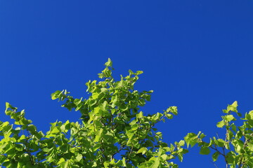 Light green leaves against a clear blue sky. The top of a tree or bush. Area for copy space. Stockholm, Sweden, Scandinavia, Europe.