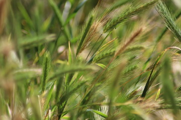 grass in the wind