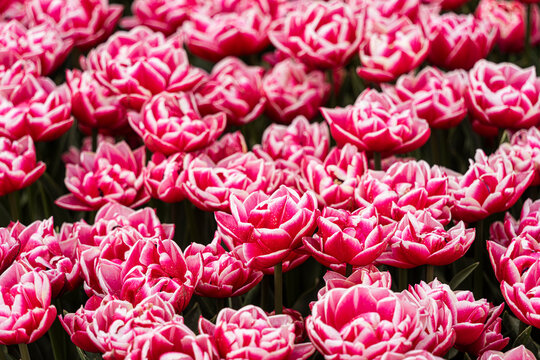 Full frame of pink blooming tulips