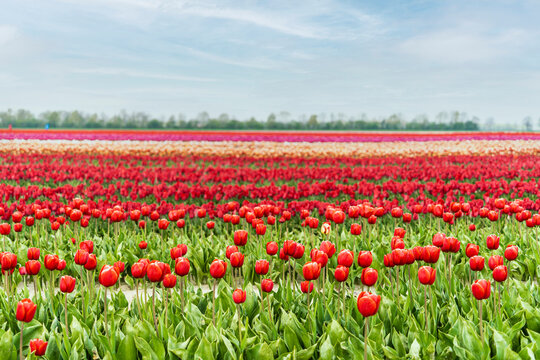Flowerbed of red blooming tulips