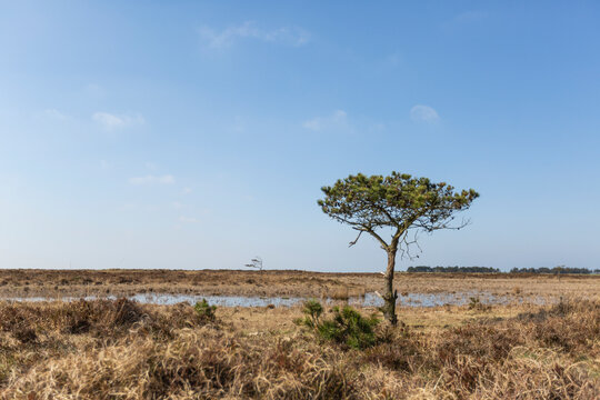 Denmark, Romo, Lone tree growing in grassy terrain