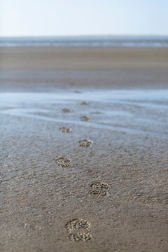 Denmark, Romo, Shoe prints on sandy beach