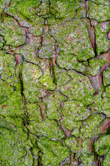 cracked cracked green tree bark