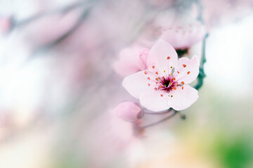 Pink blooming plum blossom