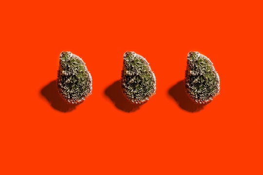 Studio shot of three&nbsp;coniferous Trees standing against red background