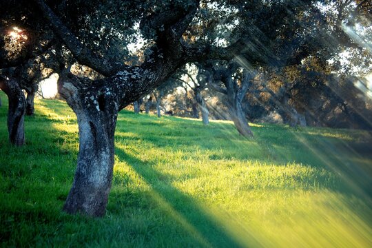 Oak trees illuminated by rays of setting sun