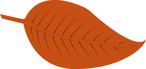 Autumn leaf vector illustration isolated on white background