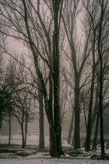 trees in the fog with snow Cordoba Argentina