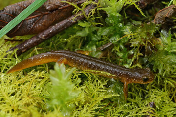 Closeup shot of the endangered Columbia torrent salamander, Rhyacotriton kezeri on green moss