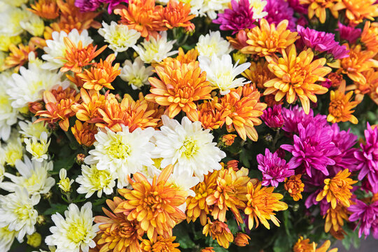 Full frame of bouquet of blooming chrysanthemums