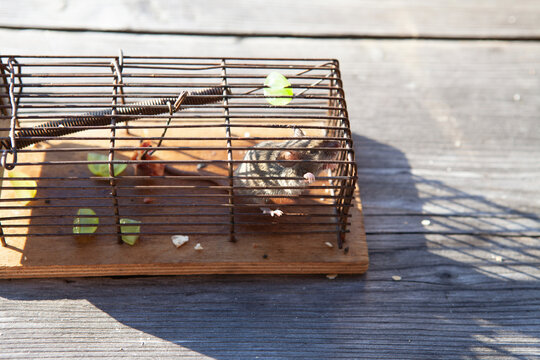 Mouse in cage during sunny day
