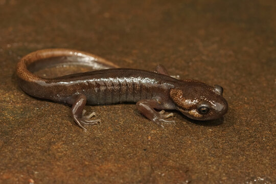 Closeup shot of a juvenile northwestern salamander,  Ambystoma gracile on a wed springtime