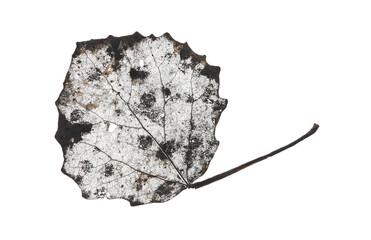 Studio shot of gray wilted aspen leaf