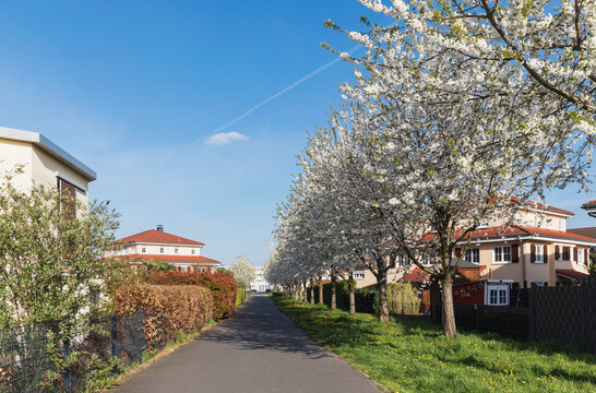 Germany, North Rhine Westphalia, Cologne, Cherry blossoms in exclusive residential area 