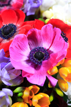 Bouquet of colorful freesias and anemones