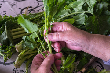 hands of older woman selecting the best turnip greens