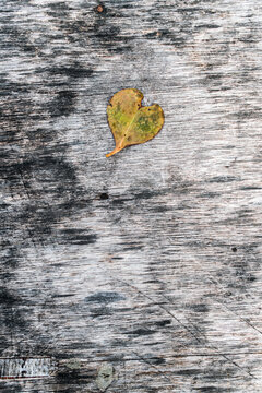 Heart shaped wilted leaf lying on wooden surface