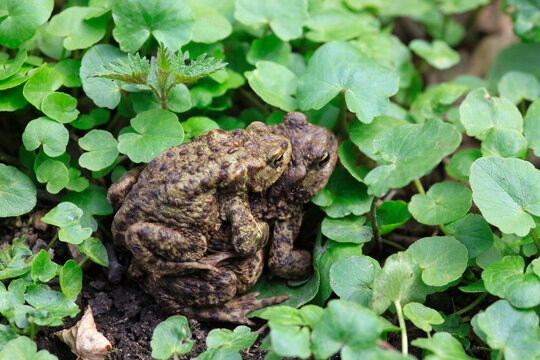 Mating common toads (Bufo bufo)